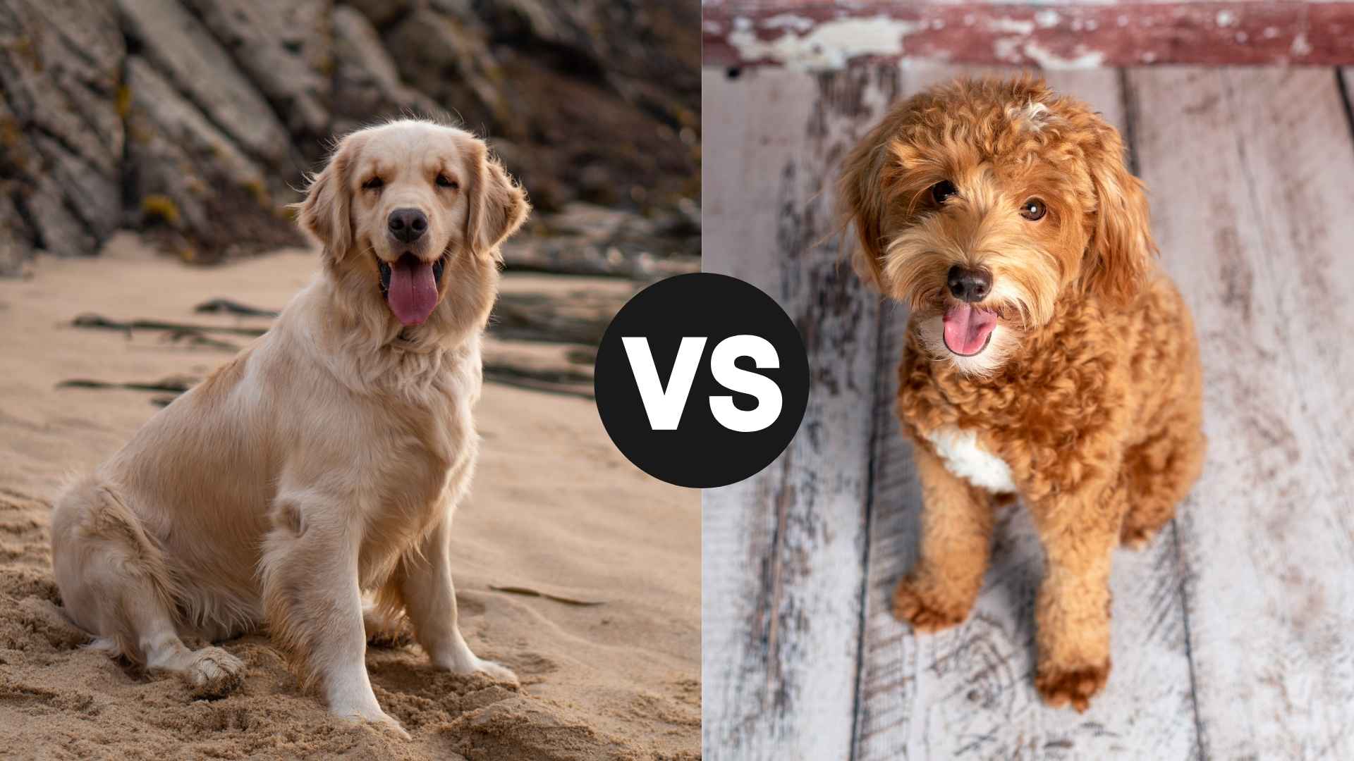 Golden Retriever vs. Goldendoodle: Which Is Right for You?