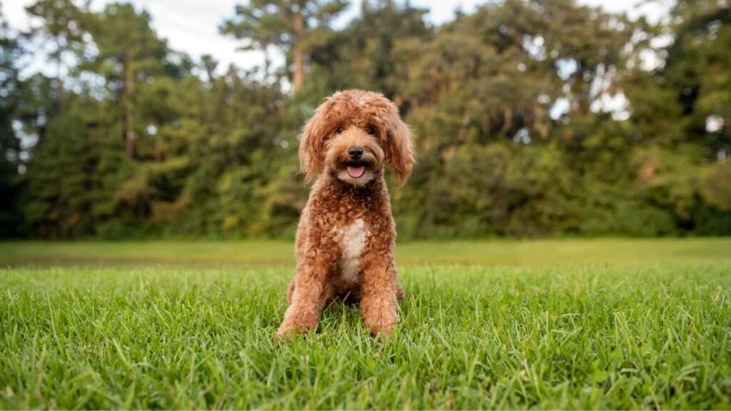 Goldendoodle-1