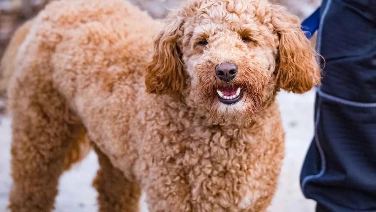 Goldendoodle