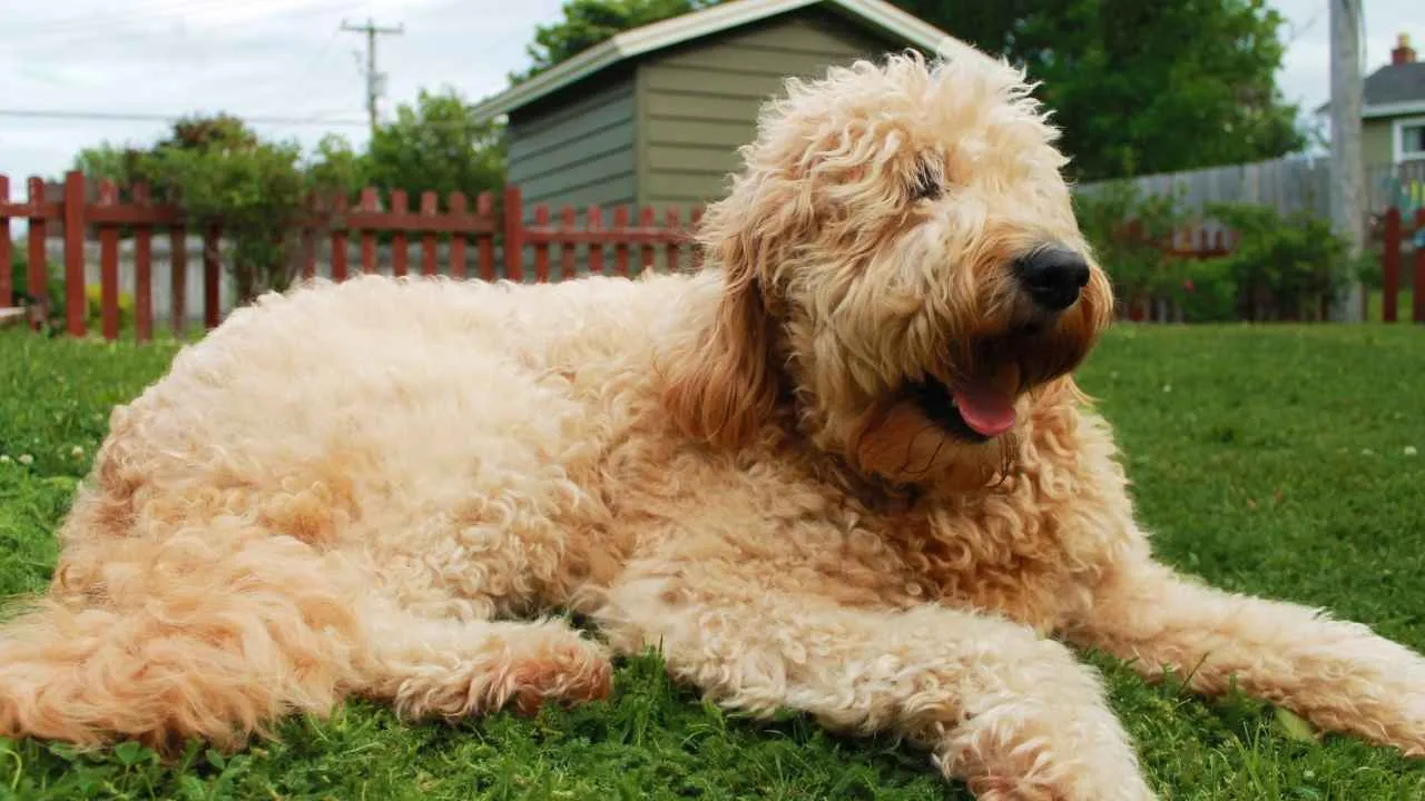 Goldendoodle