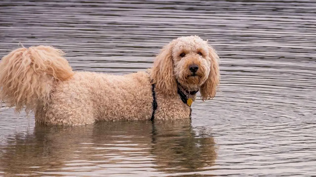 Goldendoodle