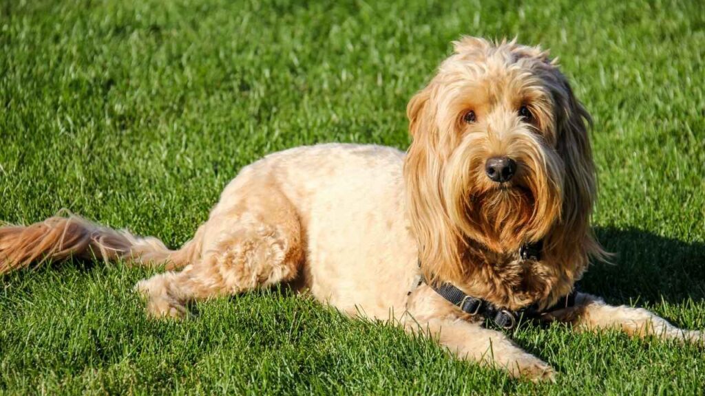goldendoodle