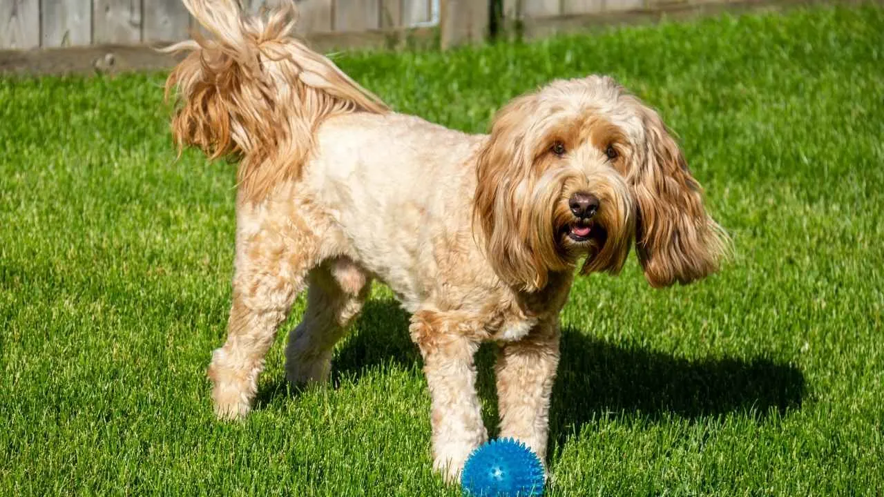 Goldendoodle