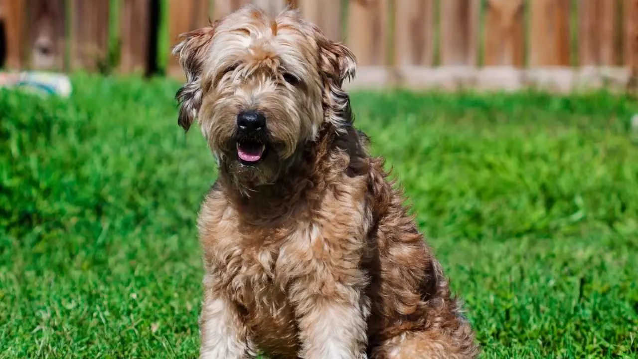 Goldendoodle
