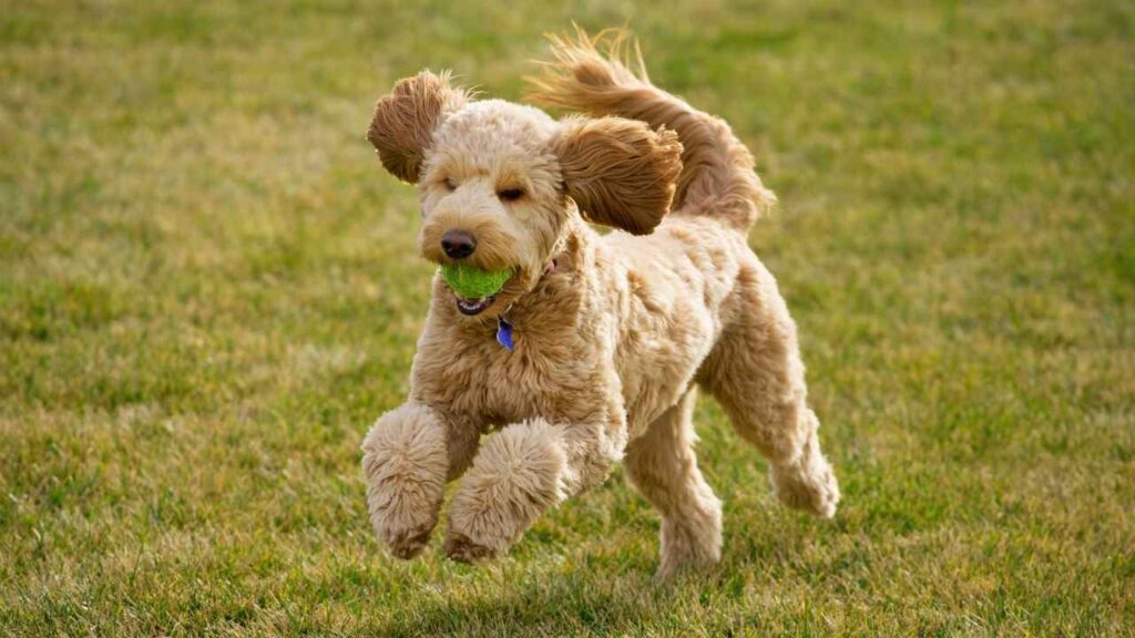 goldendoodle