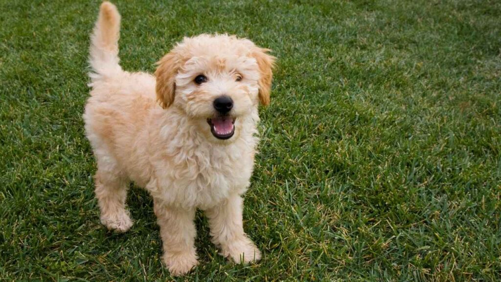 goldendoodle