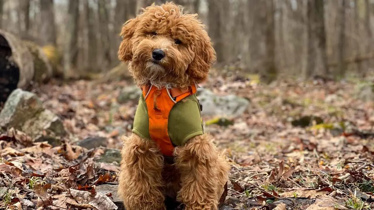 Goldendoodle