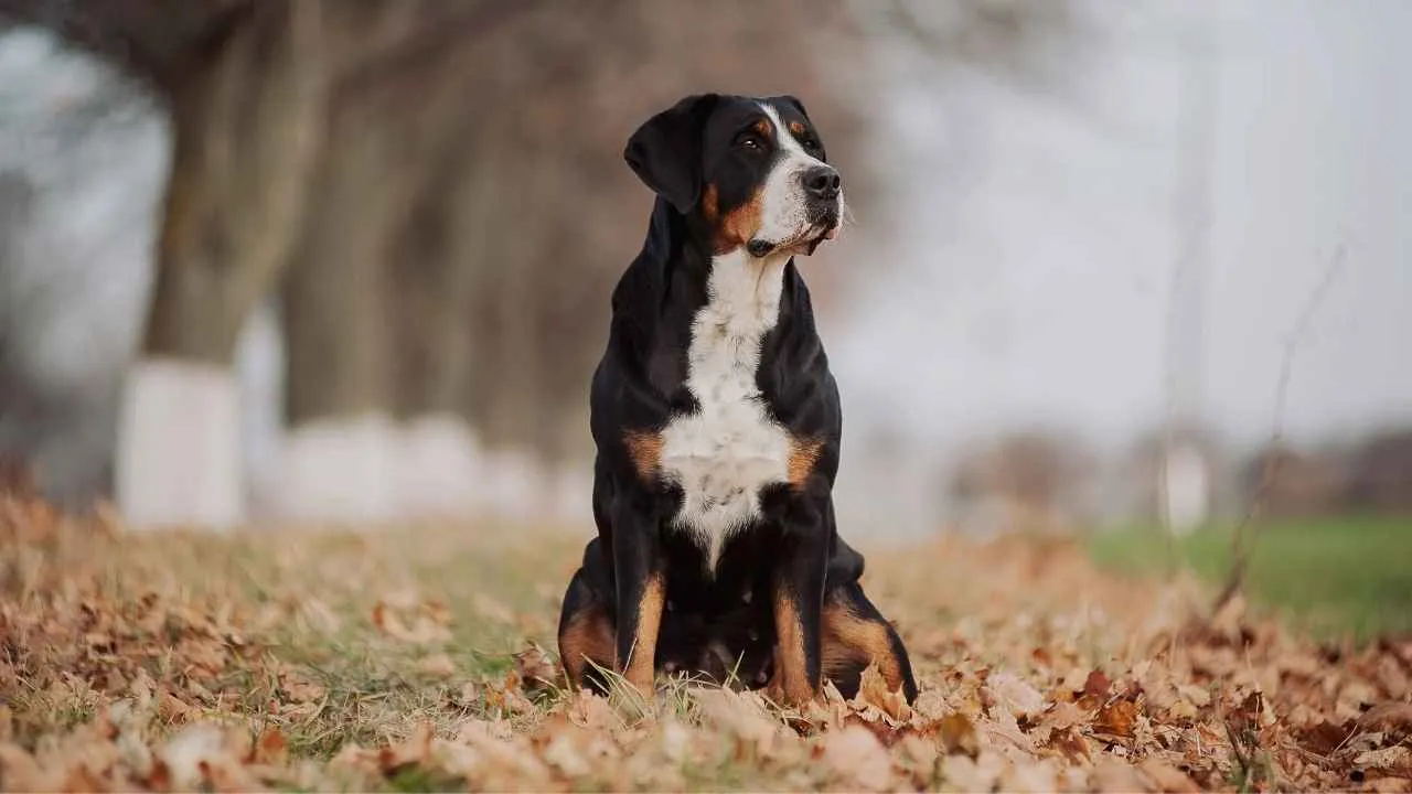 Greater Swiss Mountain Dog