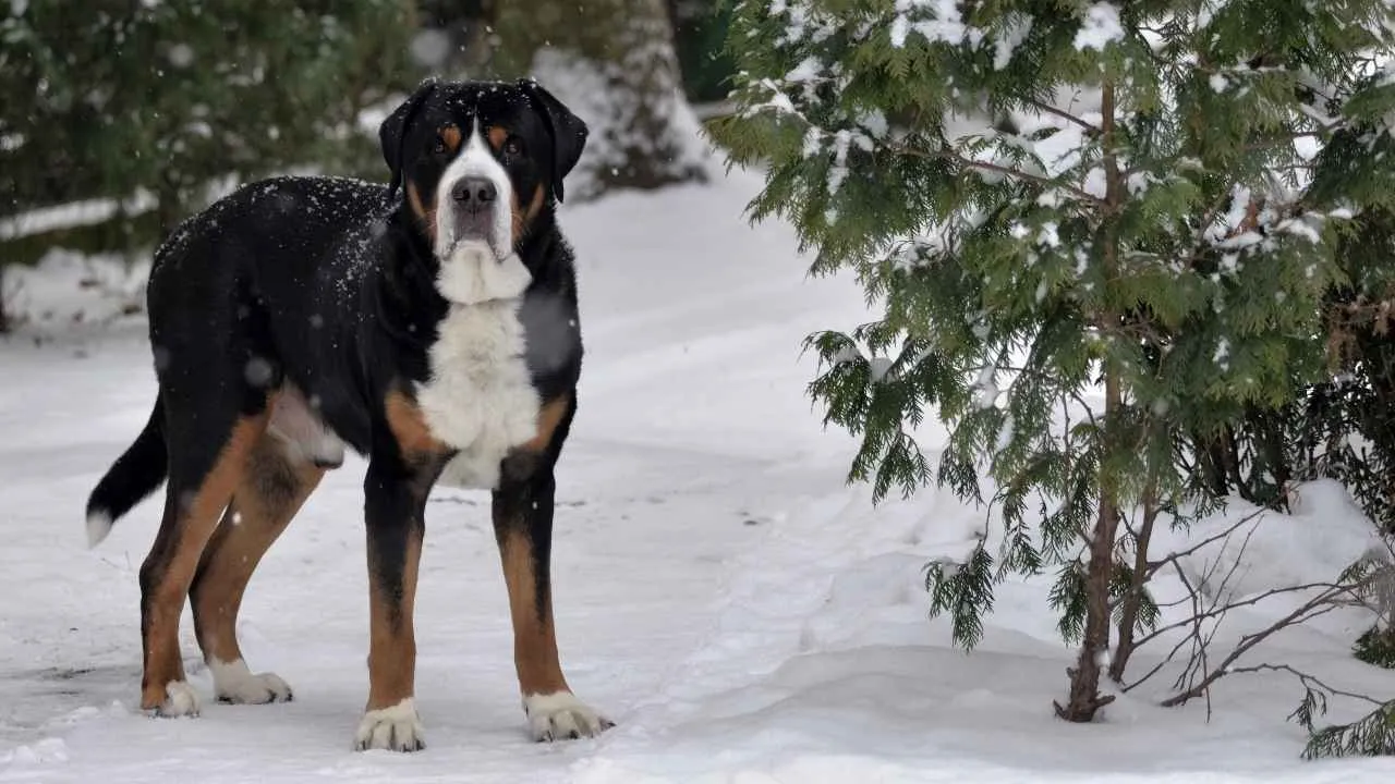 Greater Swiss Mountain Dog