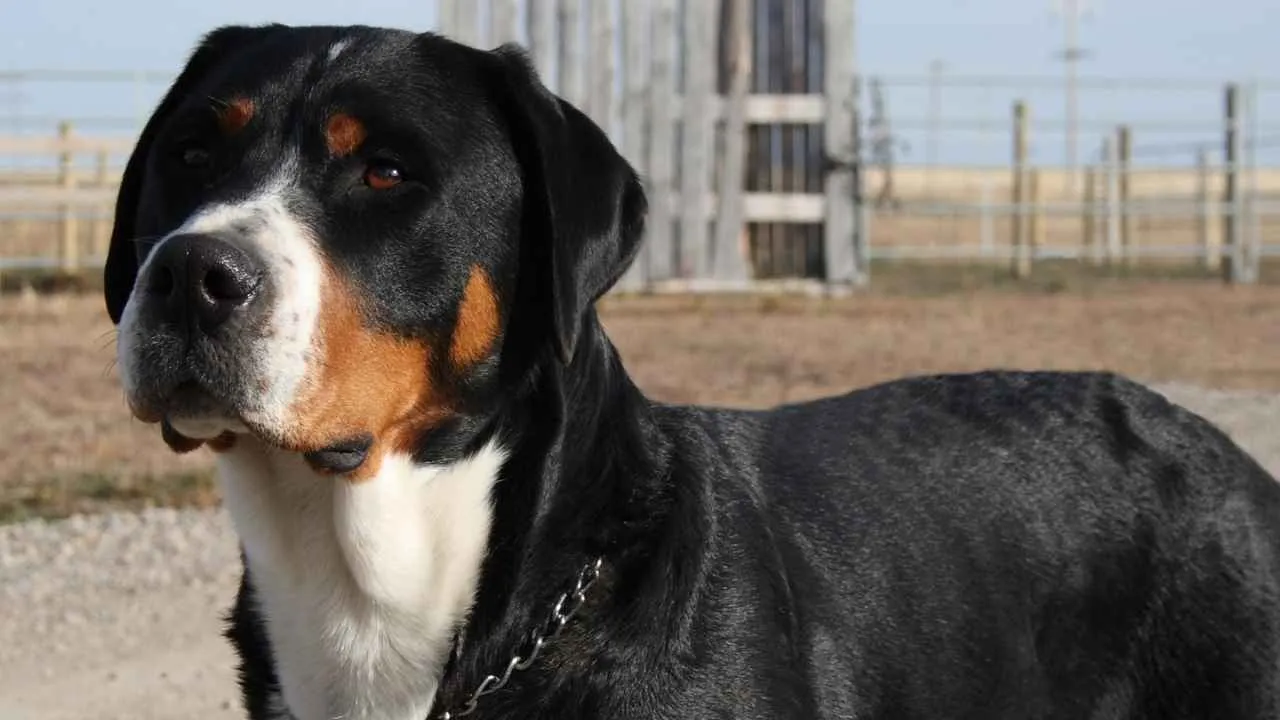 Greater Swiss Mountain Dog
