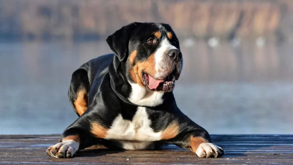 reater-Swiss-Mountain-