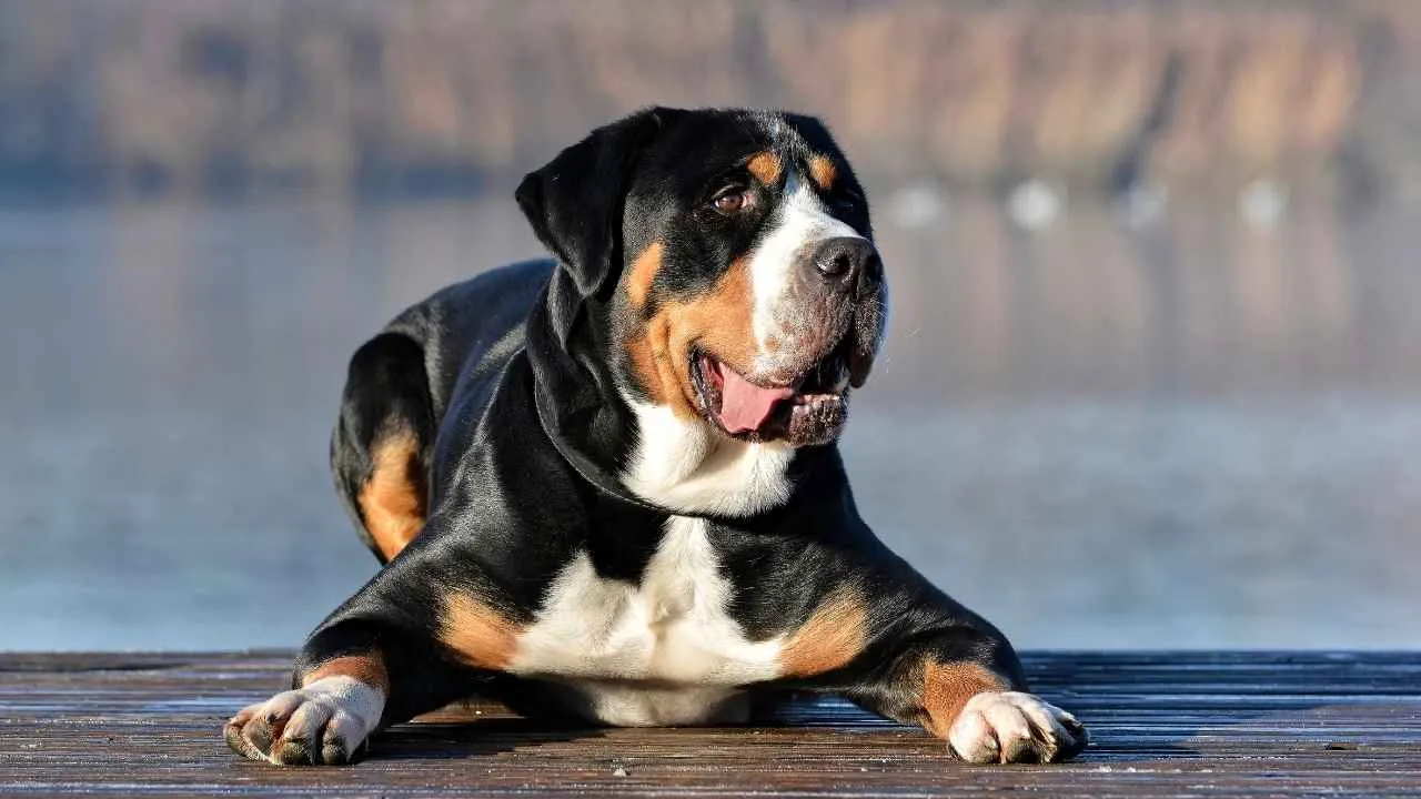 Greater Swiss Mountain Dog