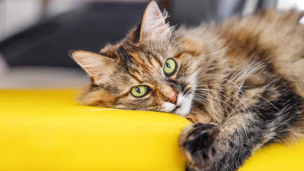 Green Eyes