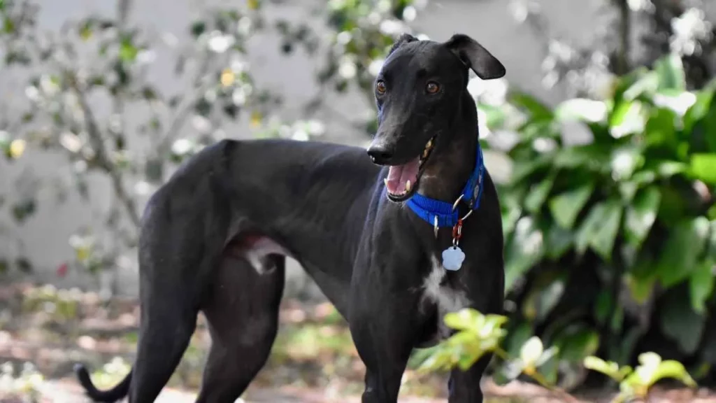 greyhound