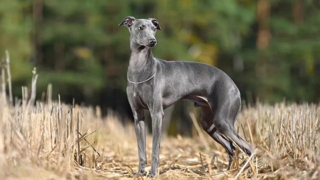 7 Dog Breeds that Look Like Greyhounds: Lean and Graceful