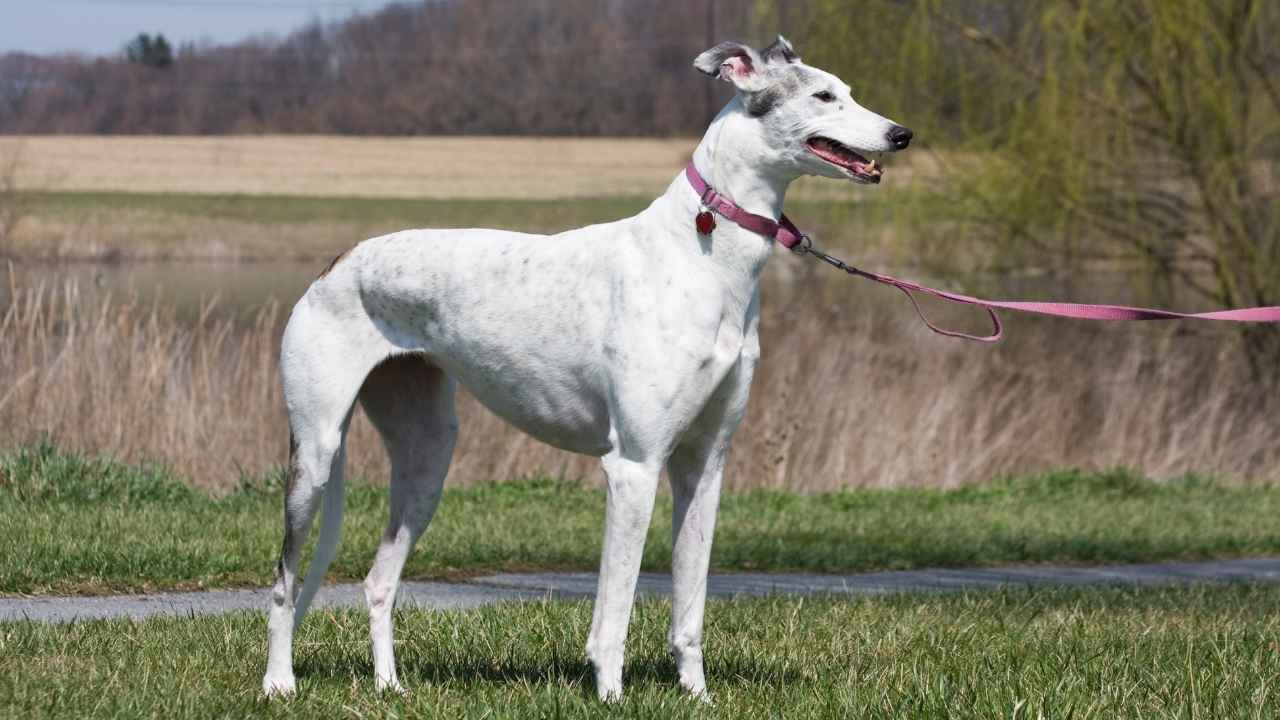 greyhound