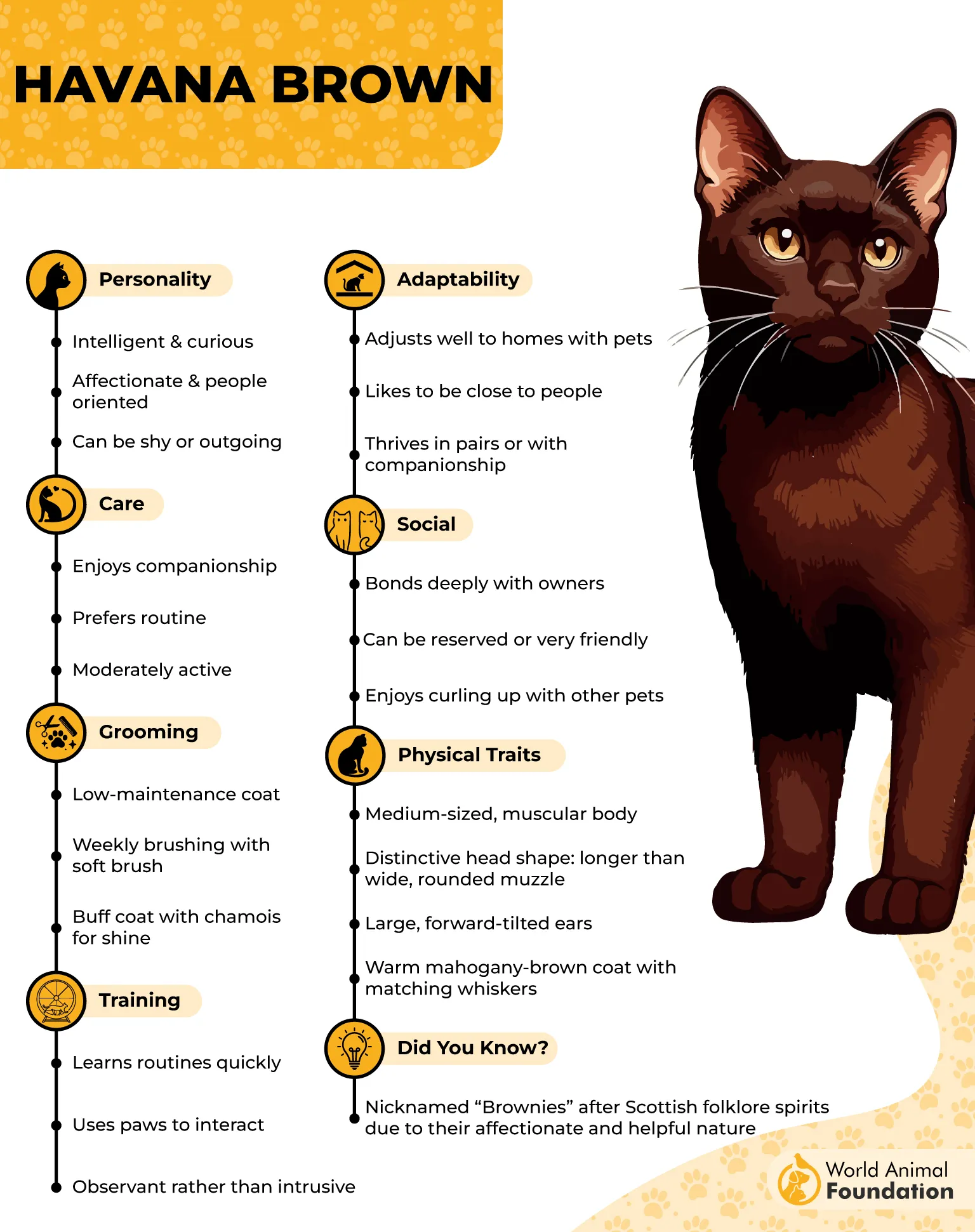 Havana Brown Profile