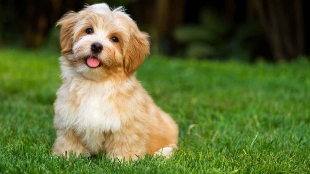 Havanese