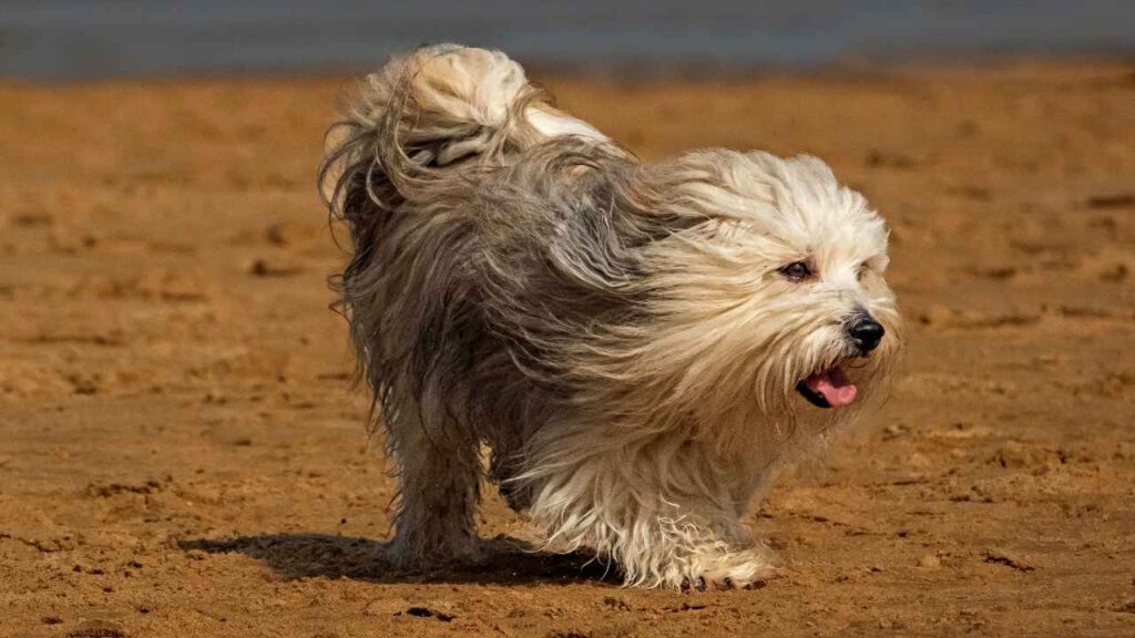 Havanese-13-1