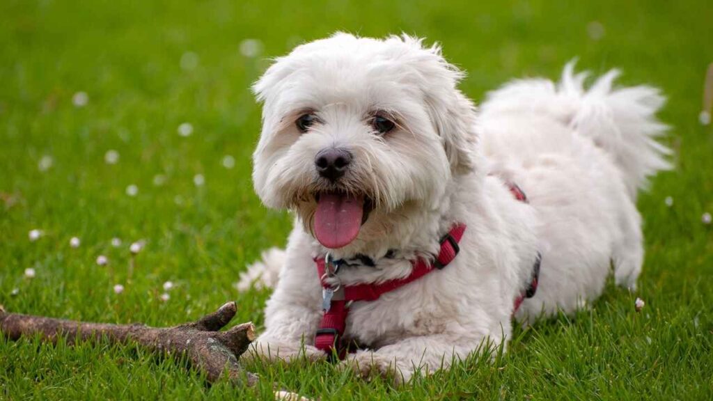 Havanese