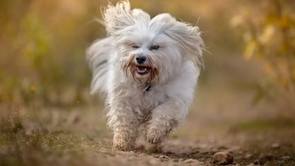 Havanese-25