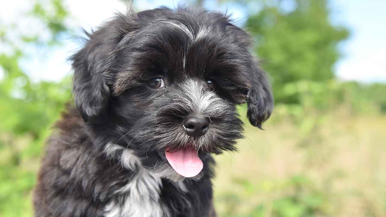 Havanese