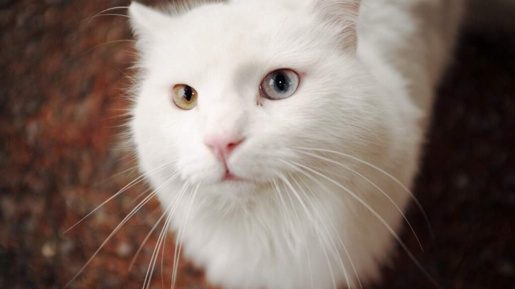hezel eye color cats