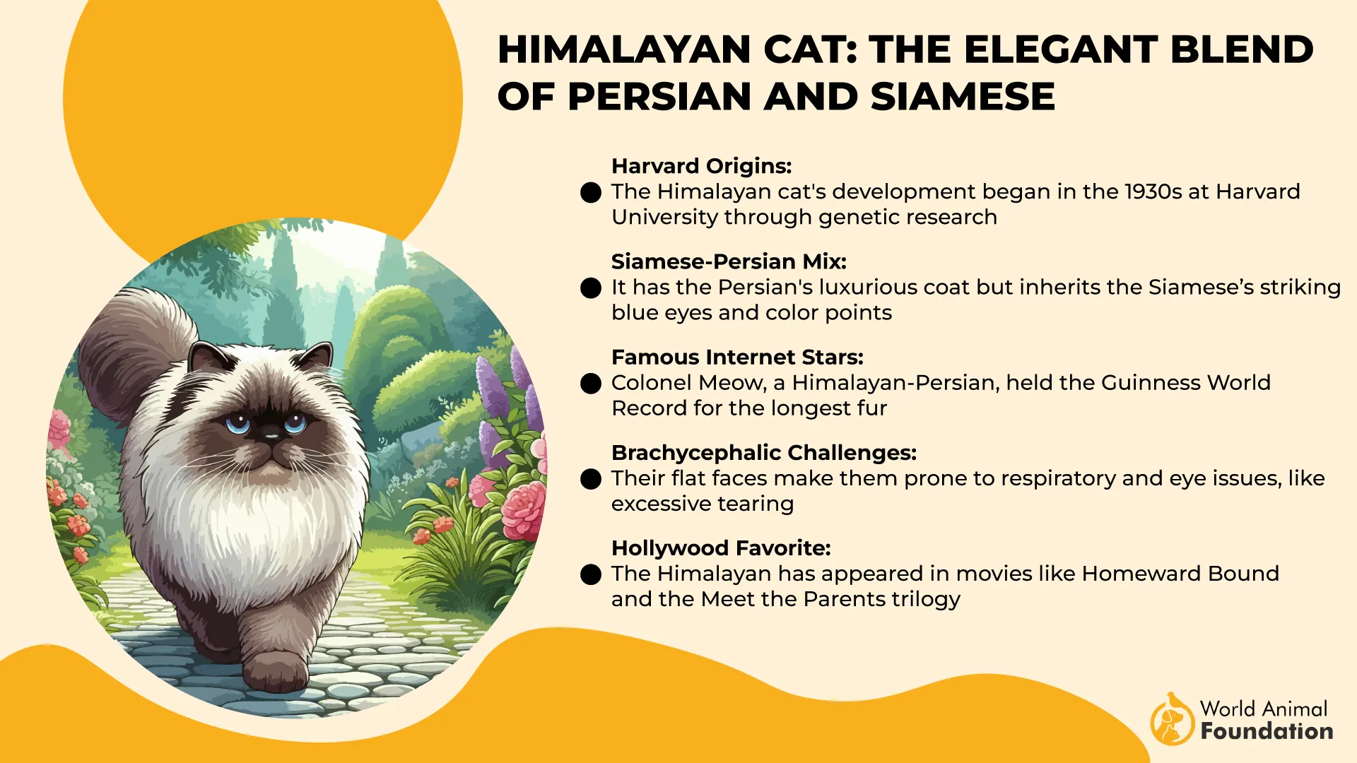 Himalayan Cat The Elegant Blend of Persian and Siamese-01