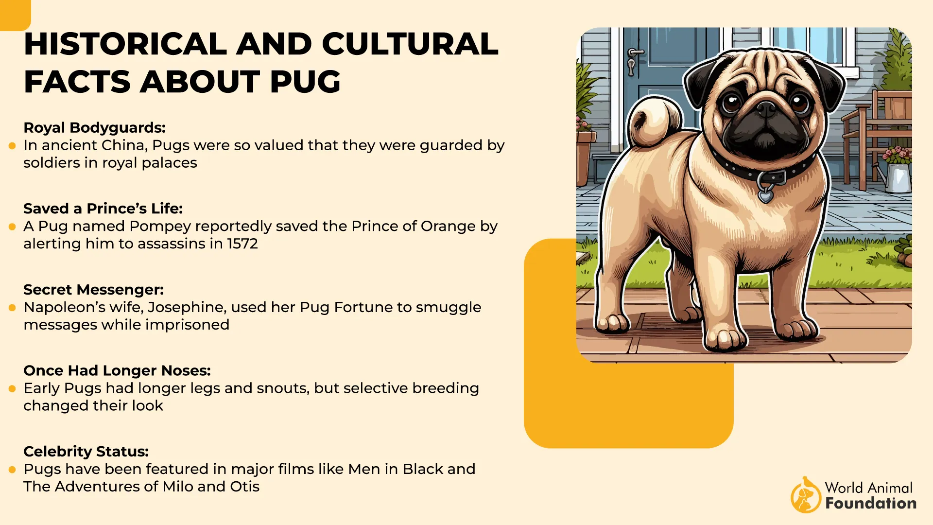 Historical and Cultural acts About Pug-01