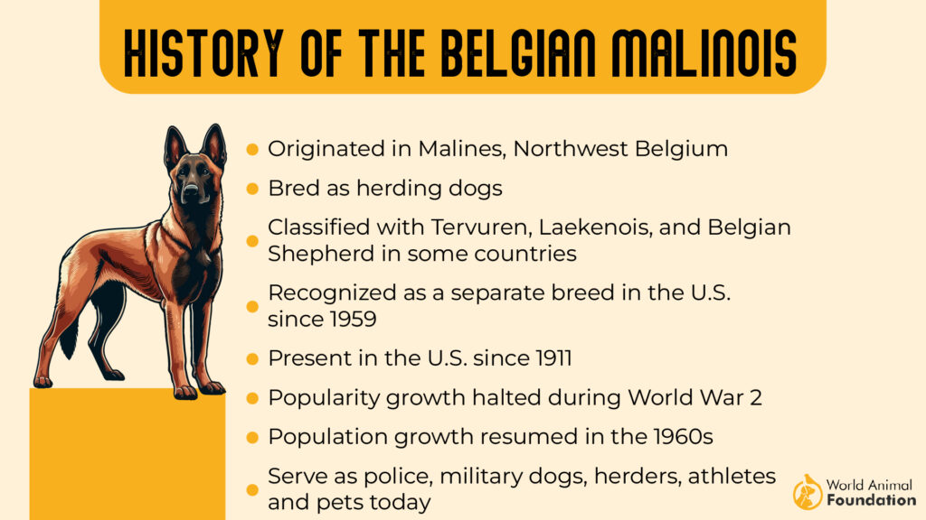 Belgian Malinois