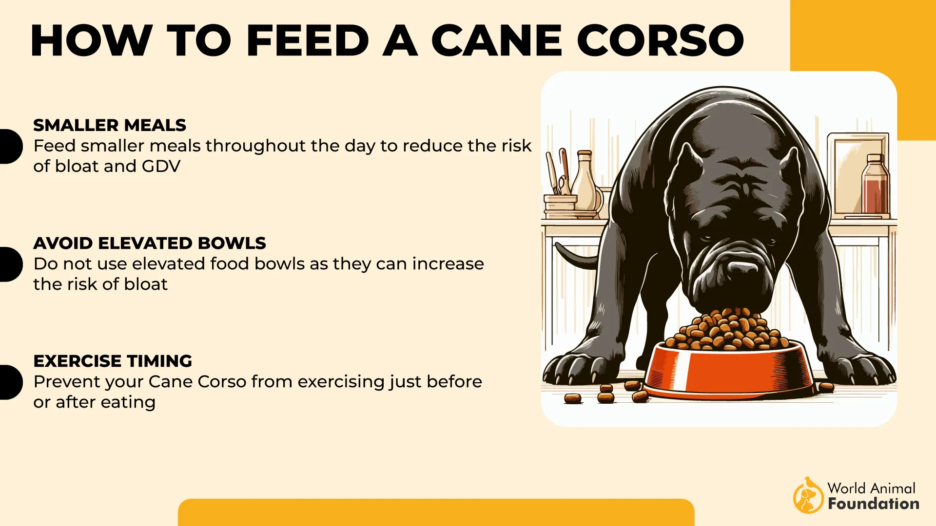 How to Feed a Cane Corso-01