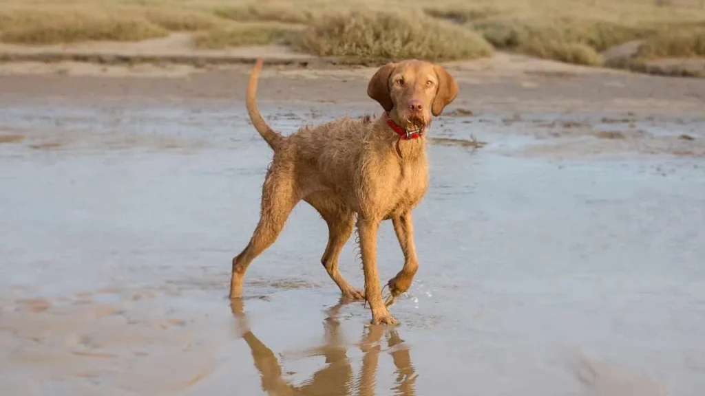 Wire-Haired Vizsla