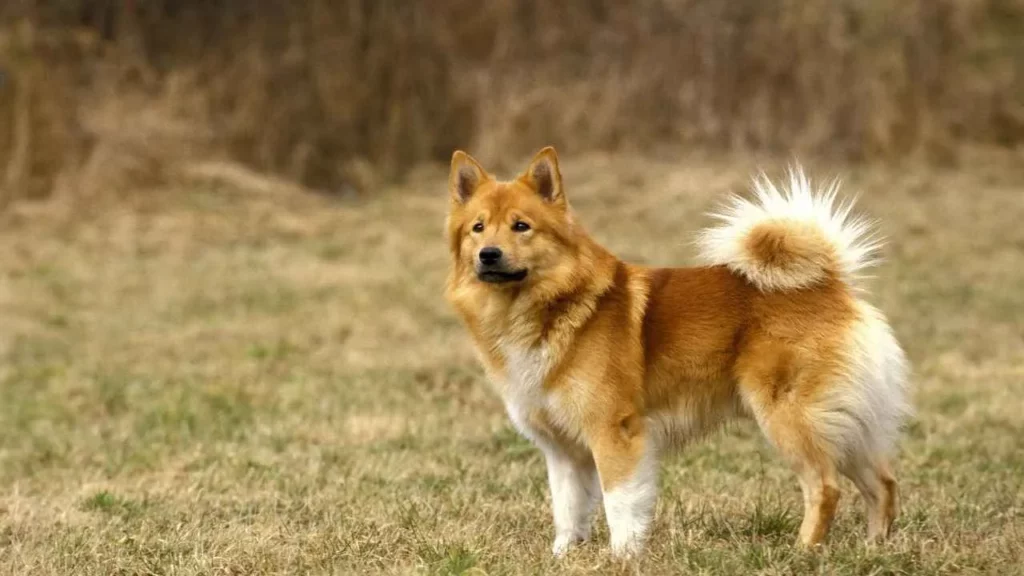 Icelandic Sheepdog