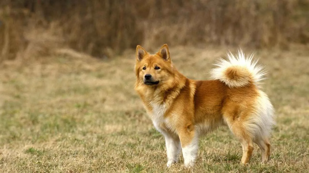 Icelandic Sheepdog