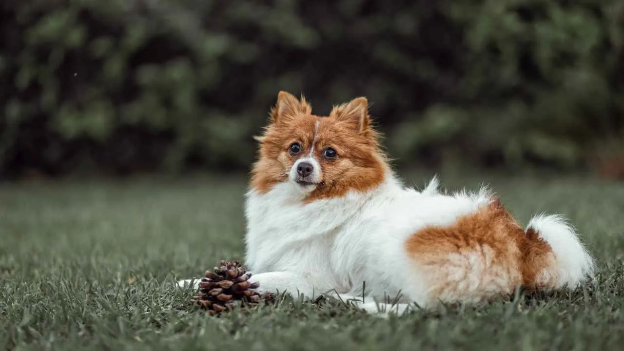 Icelandic Sheepdog