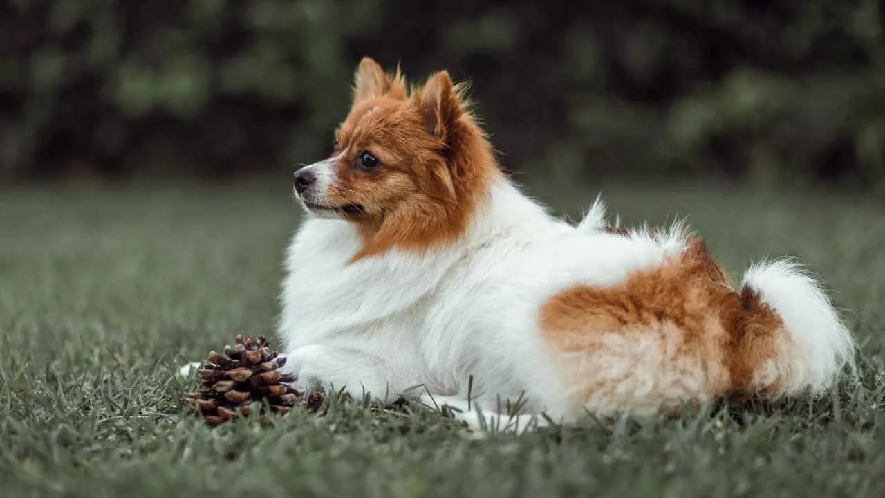 Icelandic Sheepdog