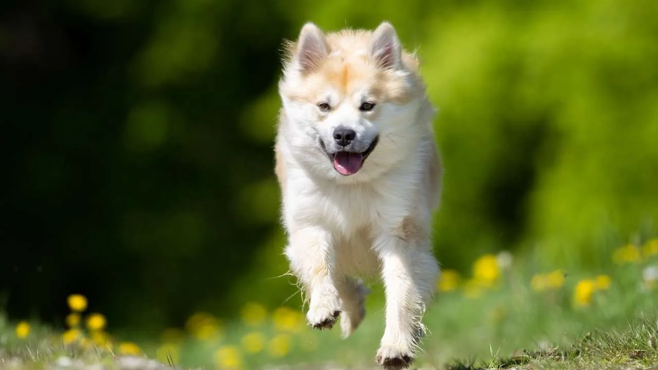 Icelandic Sheepdog