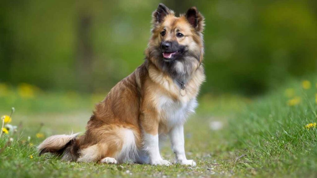 Icelandic-Sheepdog-7