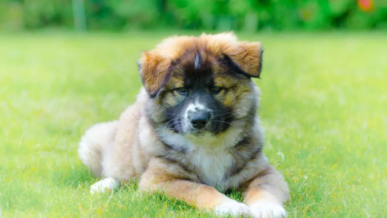 Icelandic Sheepdog