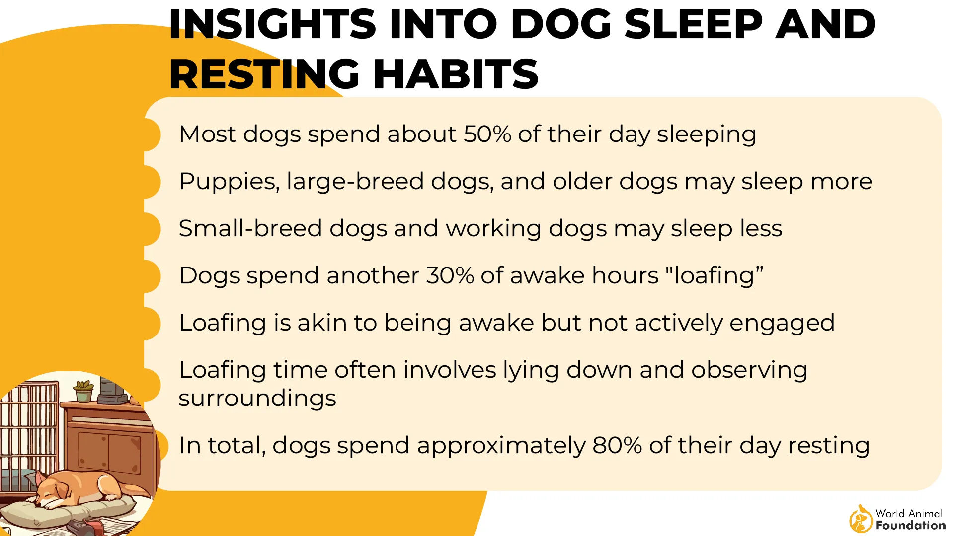 Insights into Dog Sleep and Resting Habits-01