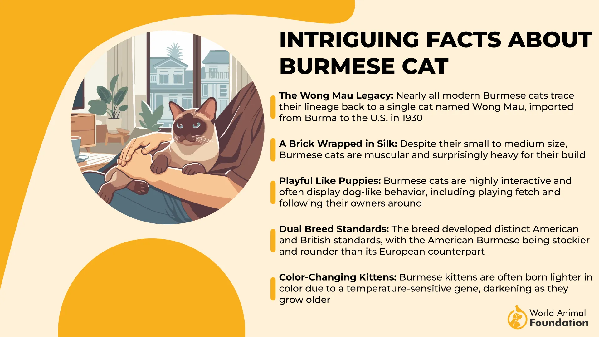 Intriguing Facts About Burmese Cats-01