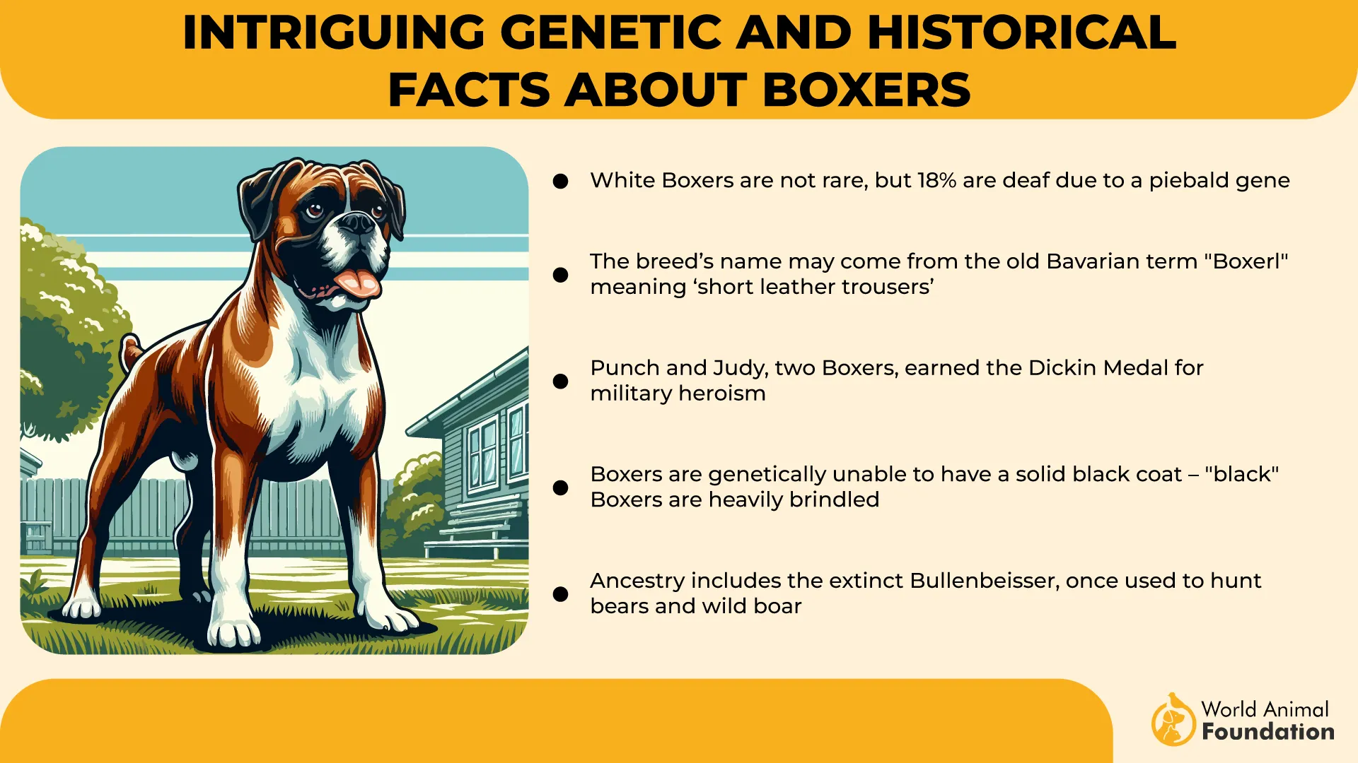 Intriguing Genetic and Historical Facts About Boxers-01