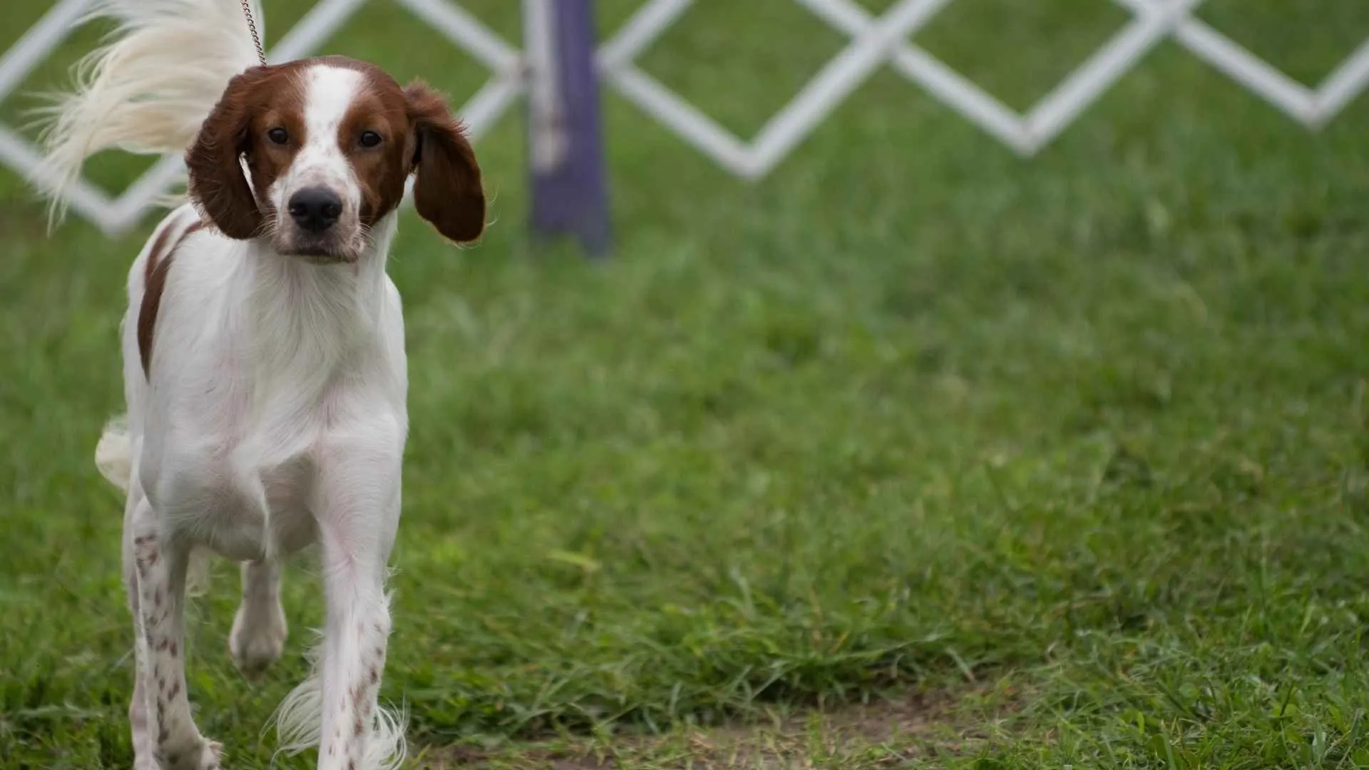 Irish Red and White Setter