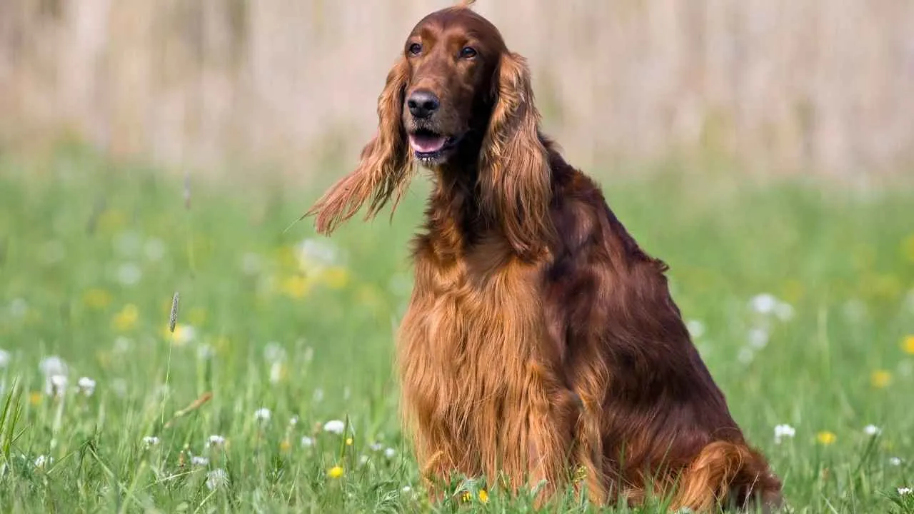 Irish setter