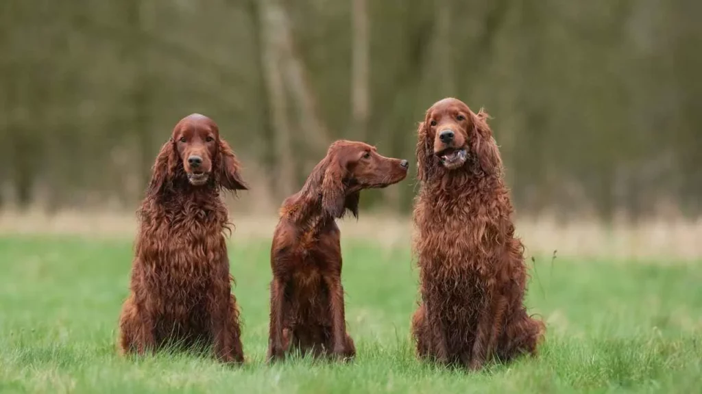 Irish Setter