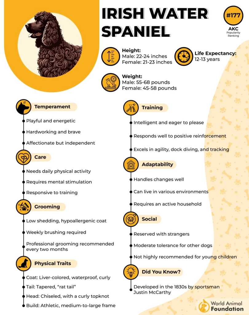 Irish Water Spaniel