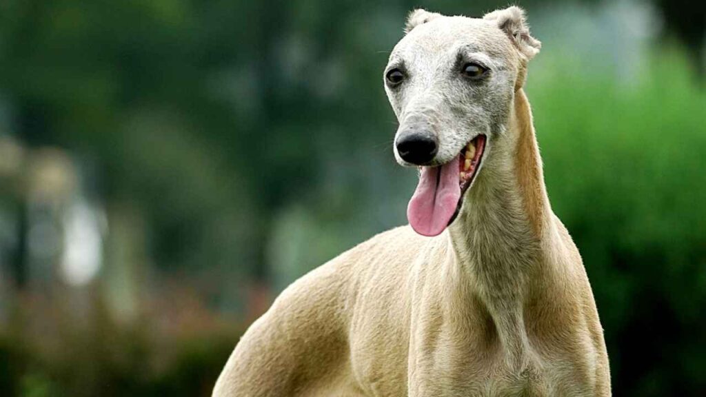 Italian-Greyhound-3 italian greyhound