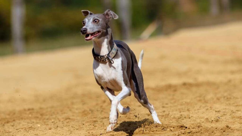 Italian-Greyhound