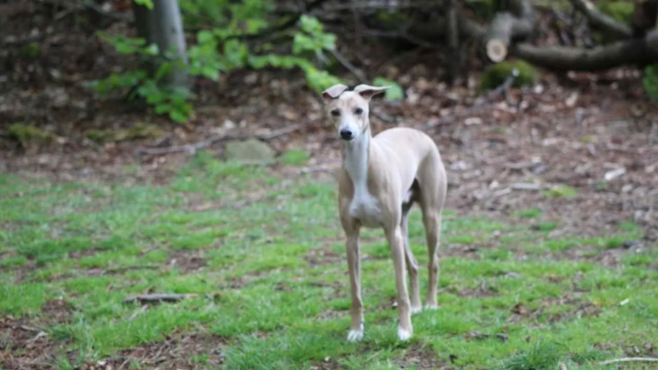 7 Best Small Hound Dog Breeds With Big Attitudes Ethawi