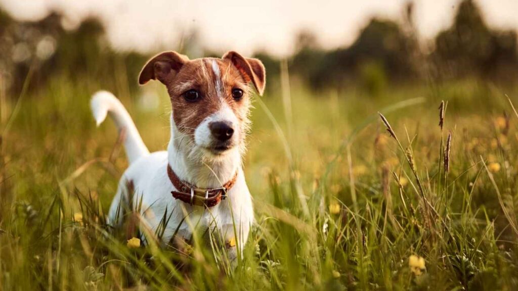 Jack Russell Terrie